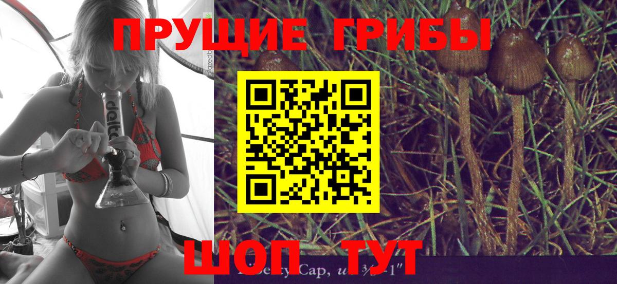 Псилоцибиновые грибы Psilocybine cubensis Аксай